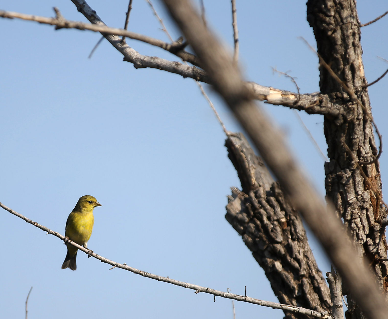 Santa Cruz River, Tucson